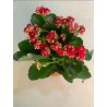 Kalanchoe Red