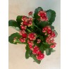 Kalanchoe Red