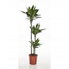 Dracaena Compacta 90/60/30