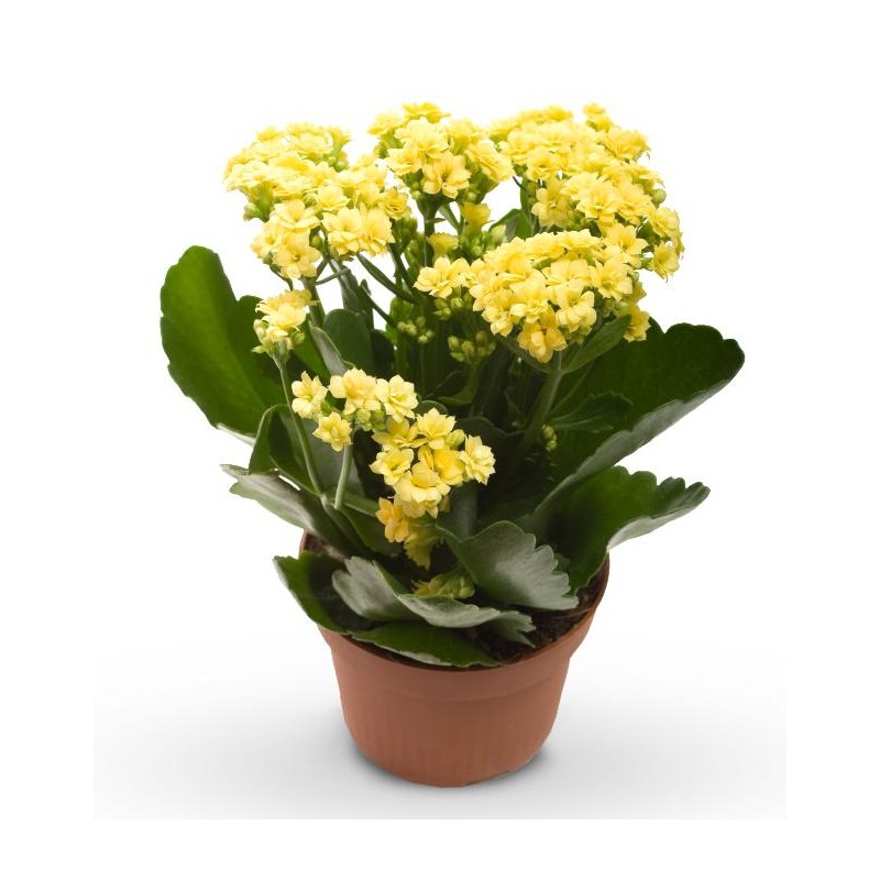 Kalanchoe Yellow