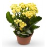 Kalanchoe Yellow