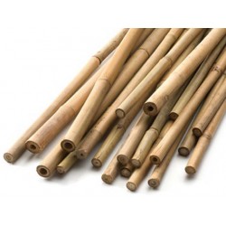 Bamboo Canna 210cm 10 Pcs