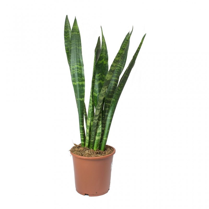 Sansevieria 100cm