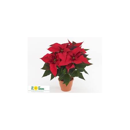 Euphorbia Ferrara Red