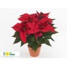 Euphorbia Ferrara Red