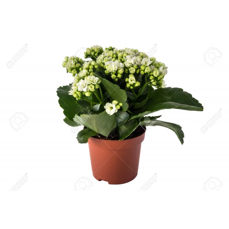 kalanchoe white