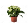 kalanchoe white