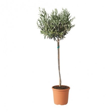 Olea Europaea v20 ( زيتون )