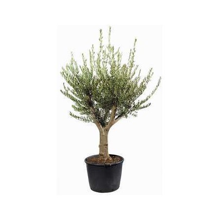 Olea Europaea 250Lt ( زيتون )