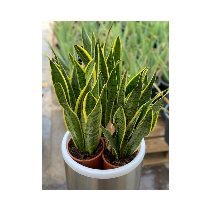 Sansevieria trifasciata