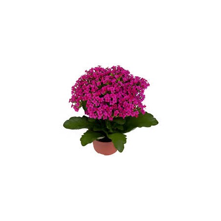 kalanchoe Pink