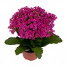 kalanchoe Pink