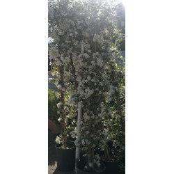 Bougainvillea Sanderiana 2m White  ( مجنونة سندريانا )