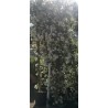 Bougainvillea Sanderiana 2m White  ( مجنونة سندريانا )