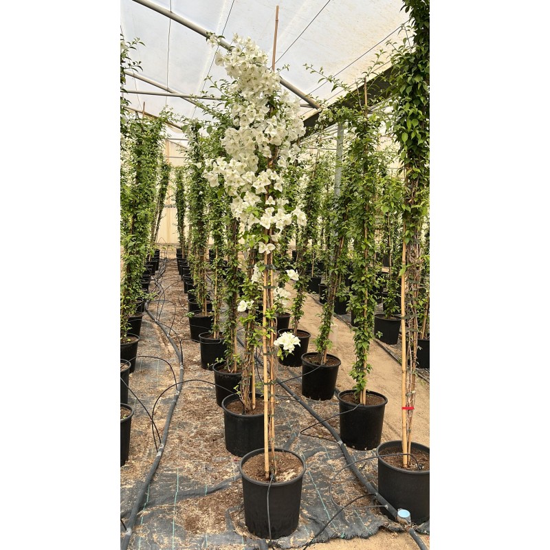 Bougainvillea Sanderiana 2m White  ( مجنونة سندريانا )