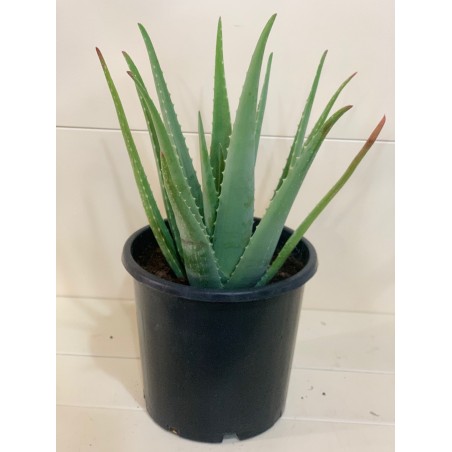 Aloe Vera 30CM