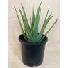 Aloe Vera 30CM