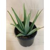 Aloe Vera 30CM