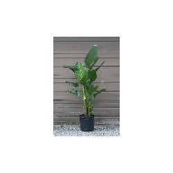 Strelitzia Augusta