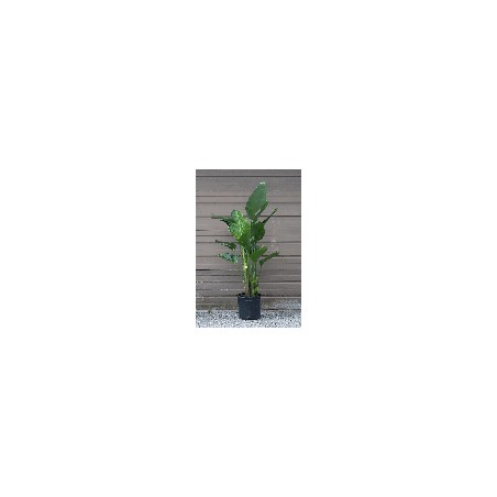 Strelitzia Augusta