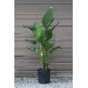 Strelitzia Augusta