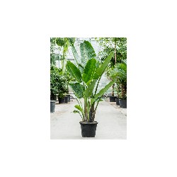 Strelitzia Augusta