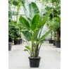 Strelitzia Augusta
