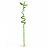 Bamboo 5 Pices 120cm