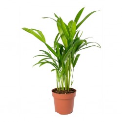 Areca  15CM