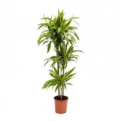 Dracaena Lemon Lime 90/60/30