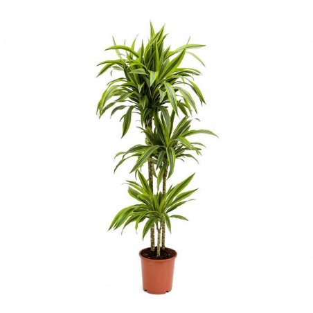 Dracaena Lemon Lime 90/60/30