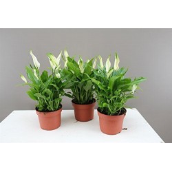 Spathiphyllum