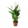 Spathiphyllum