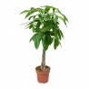 Schefflera Pachira