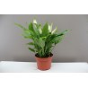 Spathiphyllum