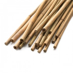 Bamboo Canna 150cm 50 Pcs