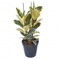 Ficus Elastica